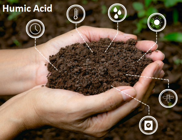 Cân Nhắc Về Việc Sử Dụng Humic Substances Trong Các Hệ Thống Nông Nghiệp Thủy Lợi