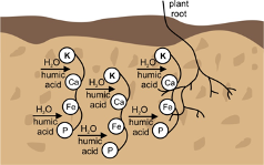 Sự Ổn Định của Độ pH Trong Đất Do Tác Động Của Humic Substances