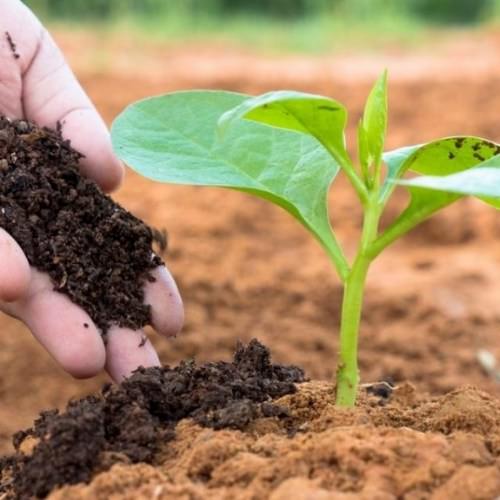 Thuộc tính đáng kinh ngạc của Acid Humic trong nông nghiệp