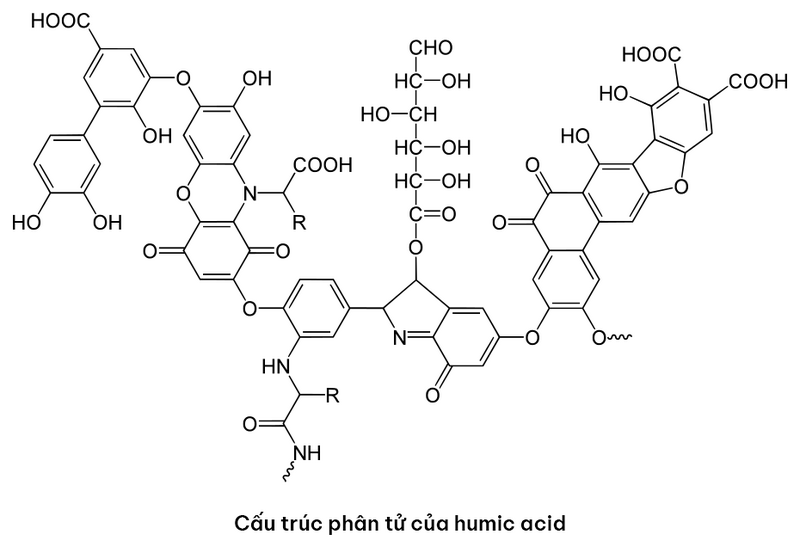 Acid humic và tác động lên sự hấp thụ nước của cây