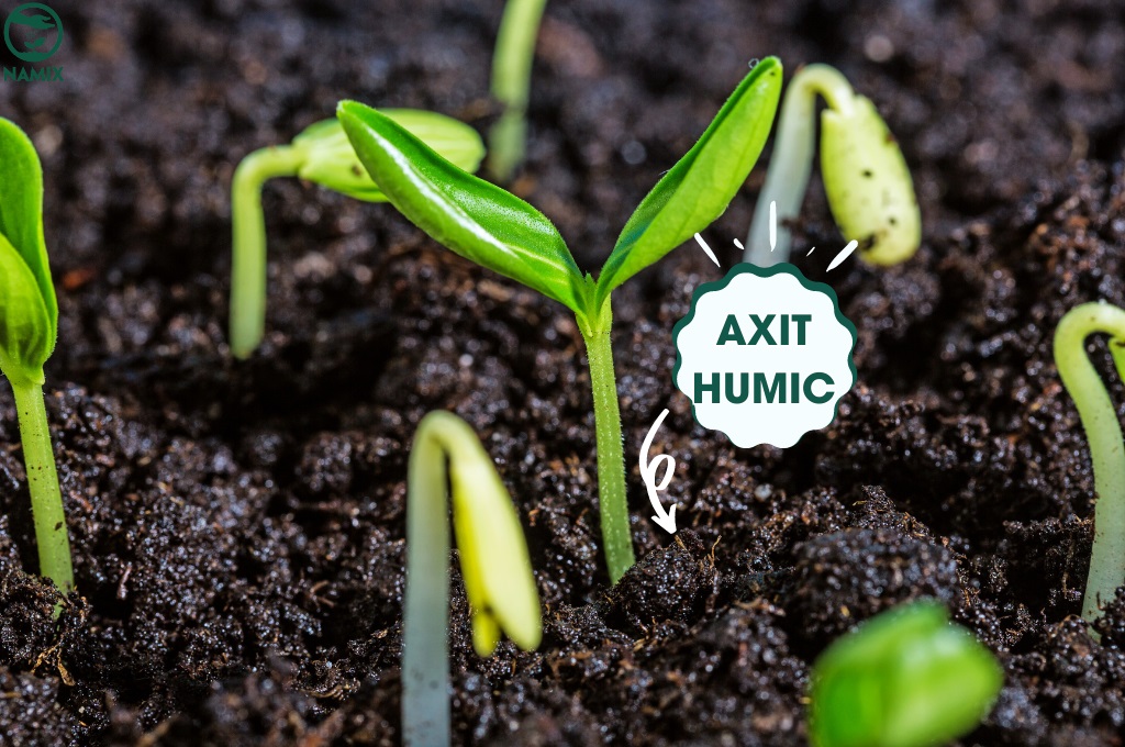 Acid humic và tăng cường khả năng hấp thụ cacbon của đất