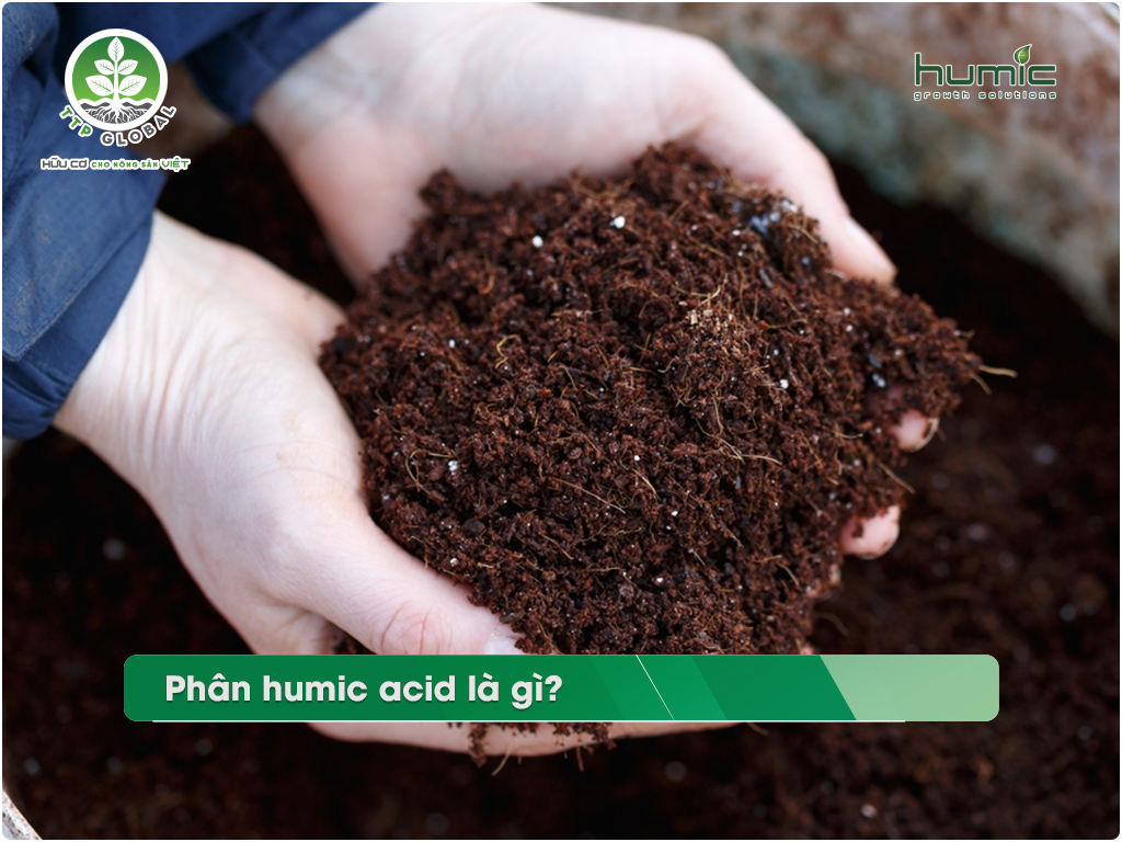 Acid humic và ứng dụng trong tái tạo vùng đất bị xói mòn