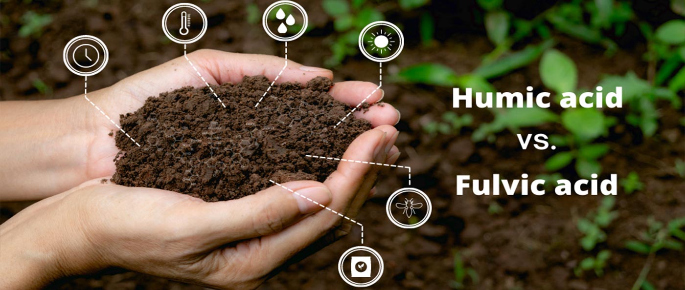 Humic acid: Phân bón hữu cơ hiệu quả cho cây trồng