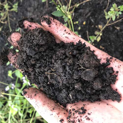 Humic giúp cây hoa kiểng ra hoa đẹp