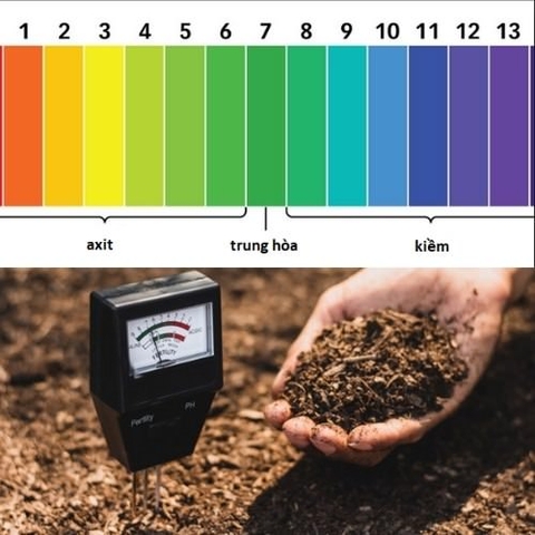 Tác dụng của humic acid đối với cây trồng