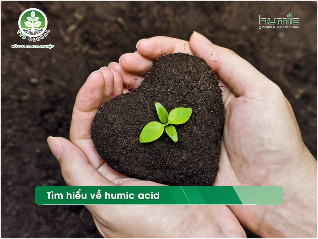 Tối ưu hóa sự phát triển của hệ sinh thái đất với acid humic