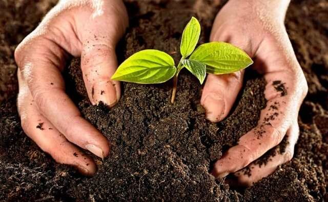 Ưu điểm của việc sử dụng humic trong nông nghiệp